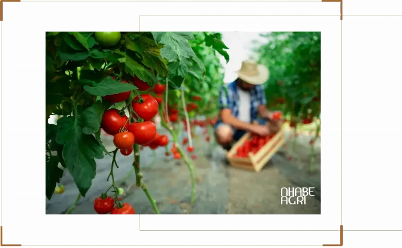 Ảnh cận cảnh cách dùng dây mềm buộc thân cây cà chua vào cọc theo hình số 8
